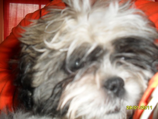 Pompón en su primer día en casa, parecía que llevaba aquí desde que nació. Le encantó su camita nueva, se metió en ella y siempre que se queda relajado se mete en ella y se queda dormido con la cabecita apoyada fuera. Un amor de perro. Pompón en su primer día en casa, parecía que llevaba aquí desde que nació. Le encantó su camita nueva, se metió en ella y siempre que se queda relajado se mete en ella y se queda dormido con la cabecita apoyada fuera. Un amor de perro.